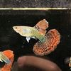arya.guppy.jogja