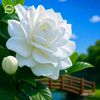 md.bappy8789