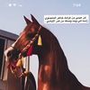 frx_g4