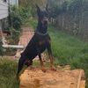 dobermanzeus16