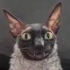 djtrippik