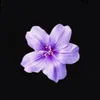 a7la_zahraa38