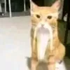 mr.chaffik