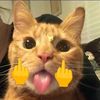 ripp444777
