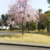 celso.yuki8