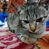 meowmeowcutii1