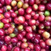 farm.e6