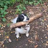 yes_im_alfie
