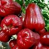 muhammadrisno0