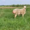 lainli60