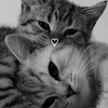 asyadnyx9z8