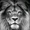 lion_9113