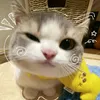 socks_muffin31