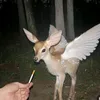 prongs_lover_