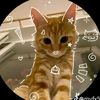 shadow_gang2