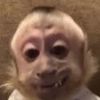 kingmonke8