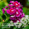 adnan.sikder42