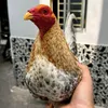 gatretk1