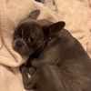 Gracie
