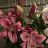 sara_200...s