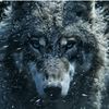 kingoldwolf