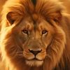 fahadf550