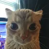 furkiyippee