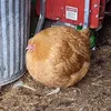 ogggilybogely