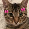 buse_ist36