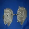 11darknemoniga11