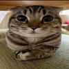 sara_sqq