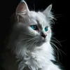 .rolezll1