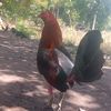 waltermaradiaga48
