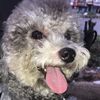 theodedoodle