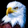 shahid.afghan664