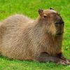 wkc_capybara