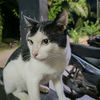 astwsatria