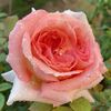 life is beautiful