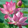 thanhthuong503
