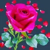 user9915032661662