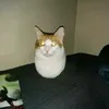 eggcat210