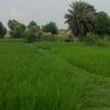 umer.zafar14