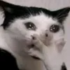 piedu_el