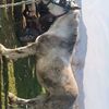 ahmet.struga