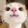 skibiditoilet00001