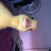 imfrbored2
