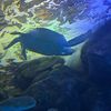 lilyyloves.sharks