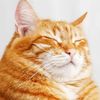 gatotexd0