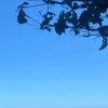 dumppyykobakit