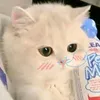 iubappp